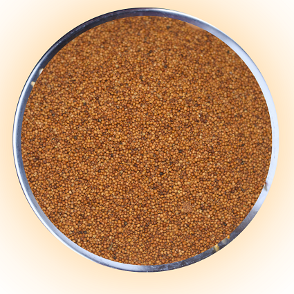 Finger Millet (Ragi) manufactured by Harilaxmi